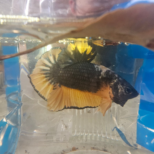 YELLOW COPPER HMPK 250968