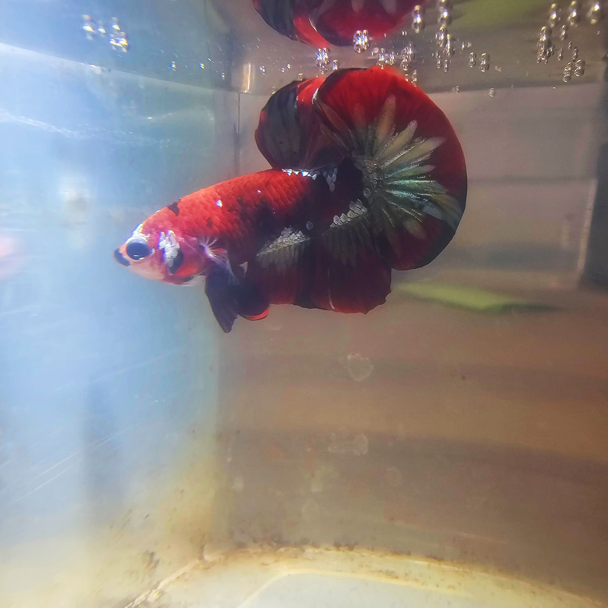 RED COPPER PK BETTA MALE 260903 premium Betta Fish