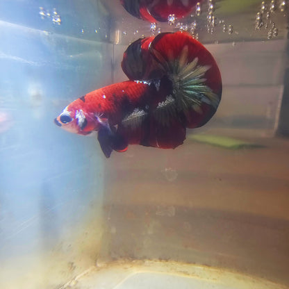 RED COPPER PK BETTA MALE 260903