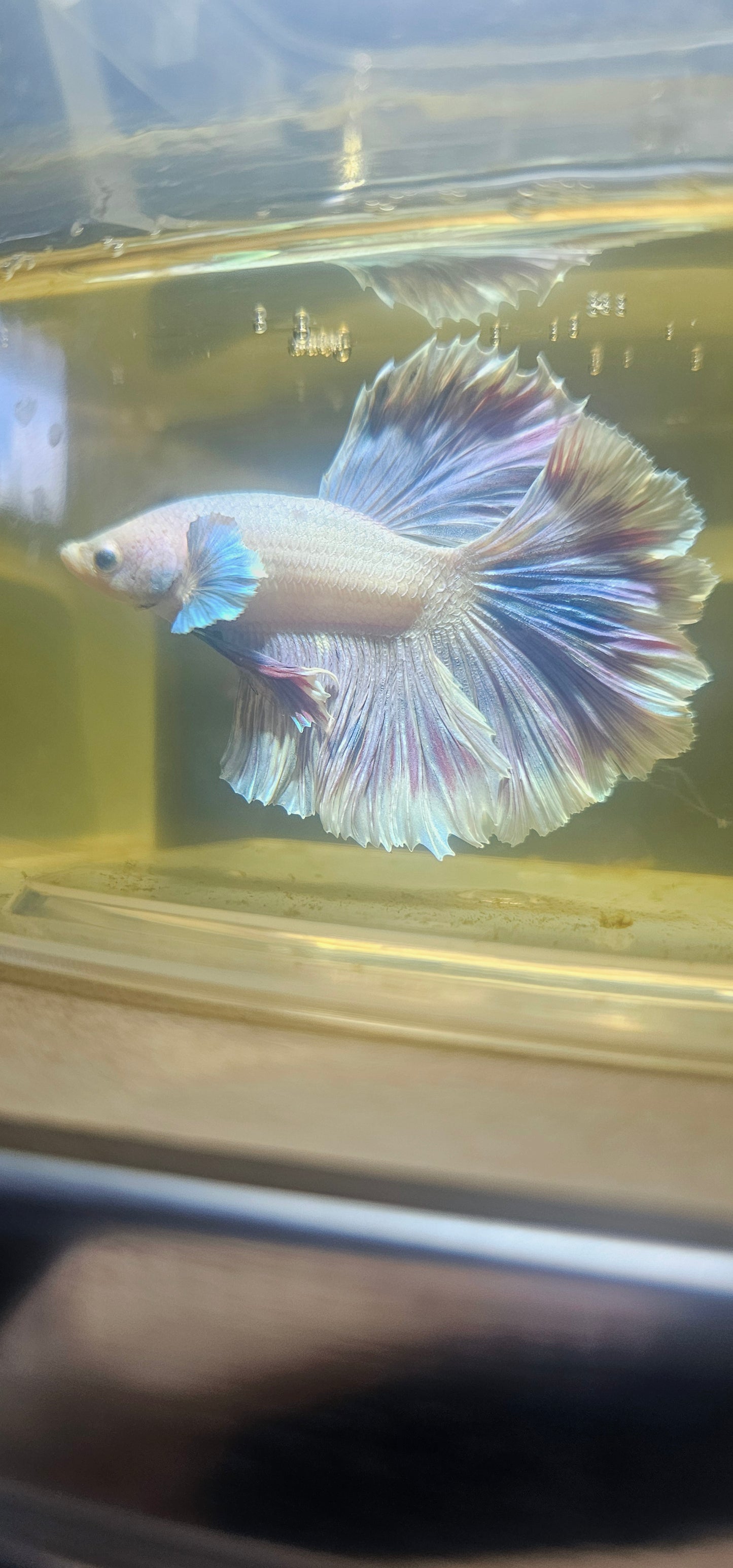 Light Color Rosetail Halfmoon Betta 2605A01