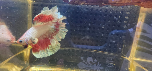 FEATHER TAIL HALFMOON (APACHE) LAMPONE 0618