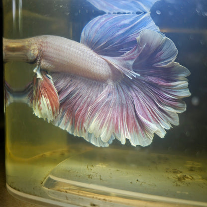 Light Color Dumbo Rosetail Halfmoon Betta 2605A12