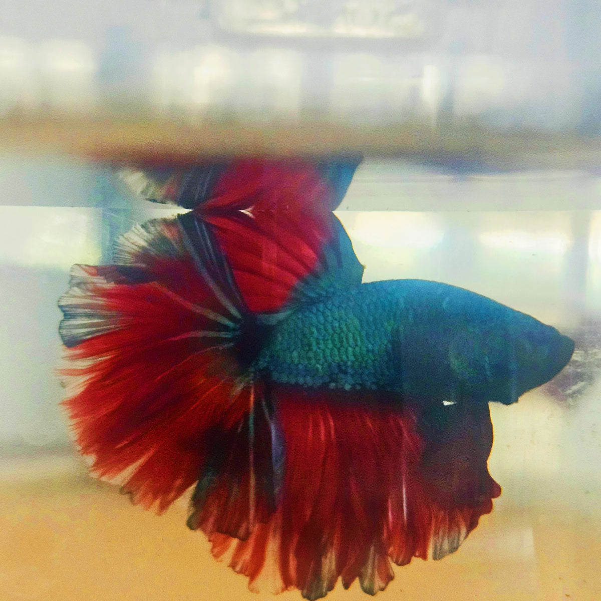 DARK COLOR SPECIAL TAIL HALFMOON BETTA 260920