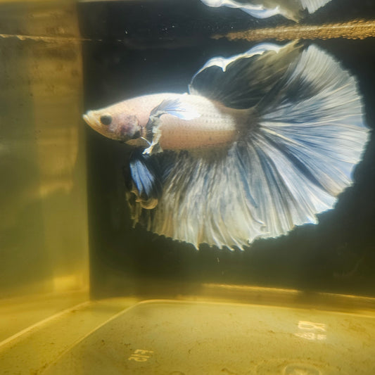 Light Color Dumbo Rosetail Halfmoon Betta 2605A64