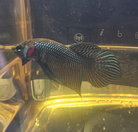 MAHACHAI WILD BETTA 04 (CODA CHITARRA)