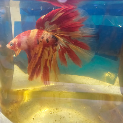 NEMO CANDY HALFMOON/ 尼莫糖果半月251254