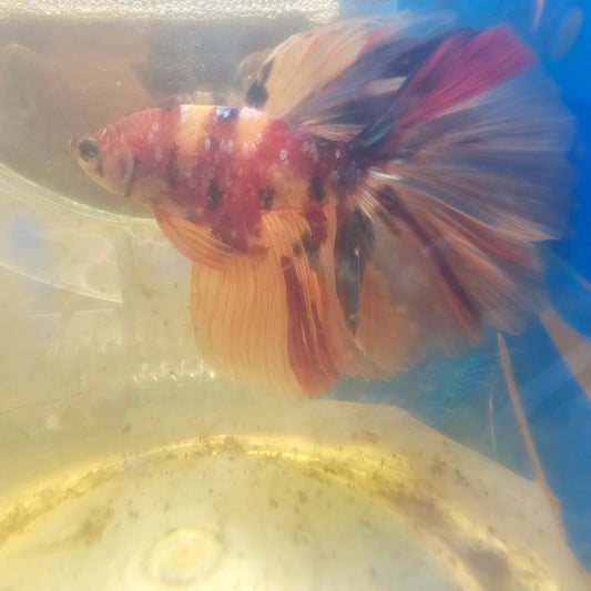 NEMO CANDY GALAXY HALFMOON/尼莫星河糖果半月251270