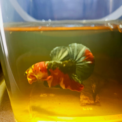 NEMO CANDY BETTA 260477