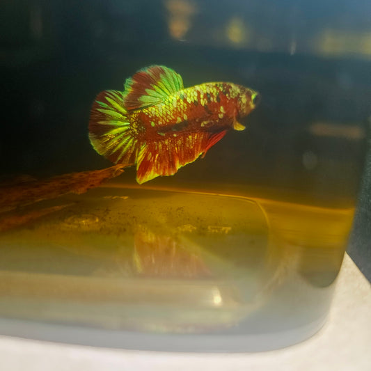 BARONGSAI BETTA 260420