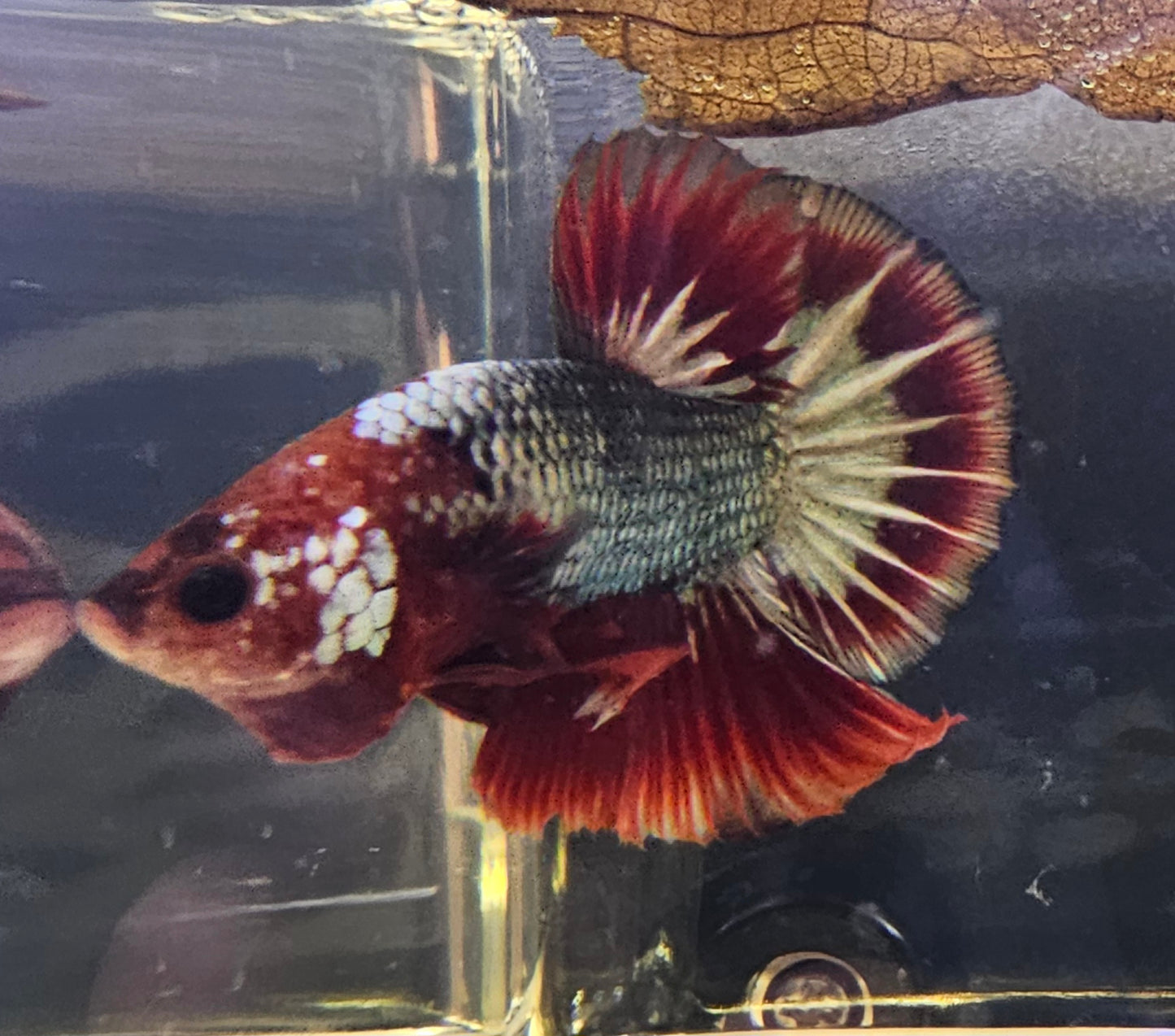 RED-BLUE FCCP BETTA 06