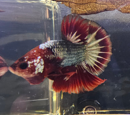 RED-BLUE FCCP BETTA 06