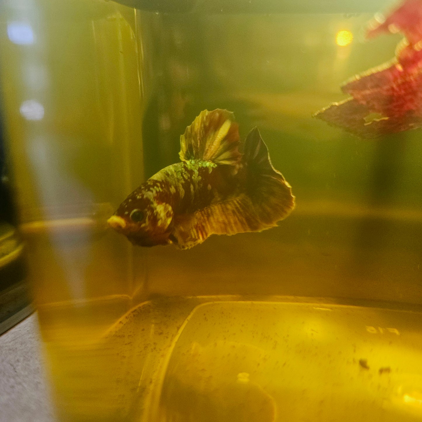 BARONGSAI BETTA 260426