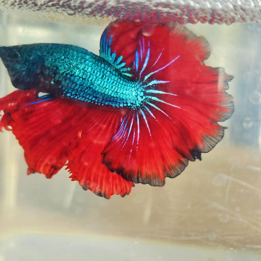 DARK COLOR SPECIAL TAIL HALFMOON BETTA 260912 premium Betta Fish detail