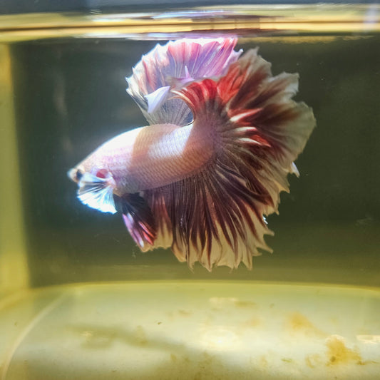 Light Color Maple Leaf Halfmoon Betta 2605A66