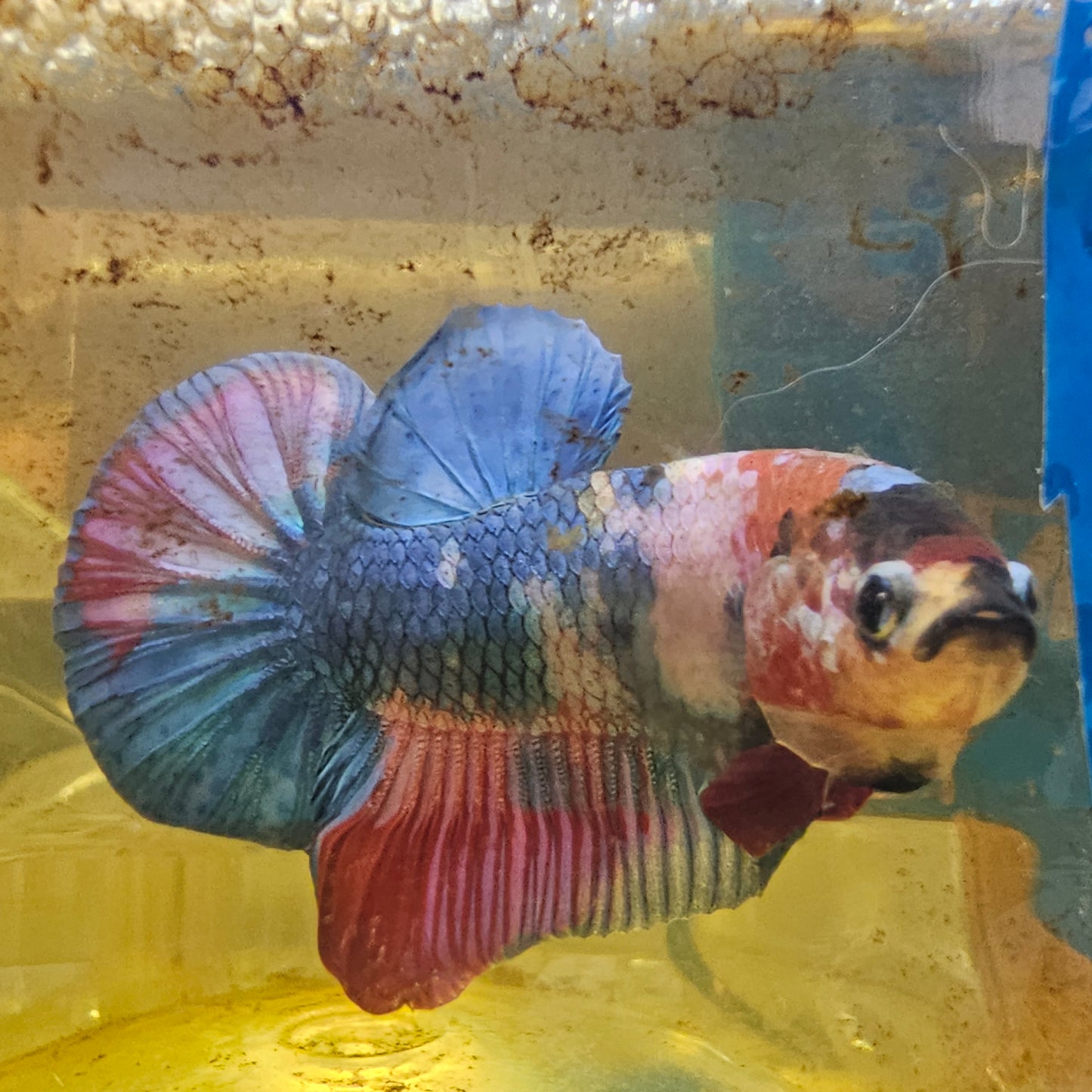 FULL COLOR KOI CANDY HMPK/满色锦鲤糖果251130