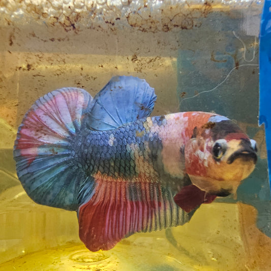 FULL COLOR KOI CANDY HMPK/满色锦鲤糖果251130