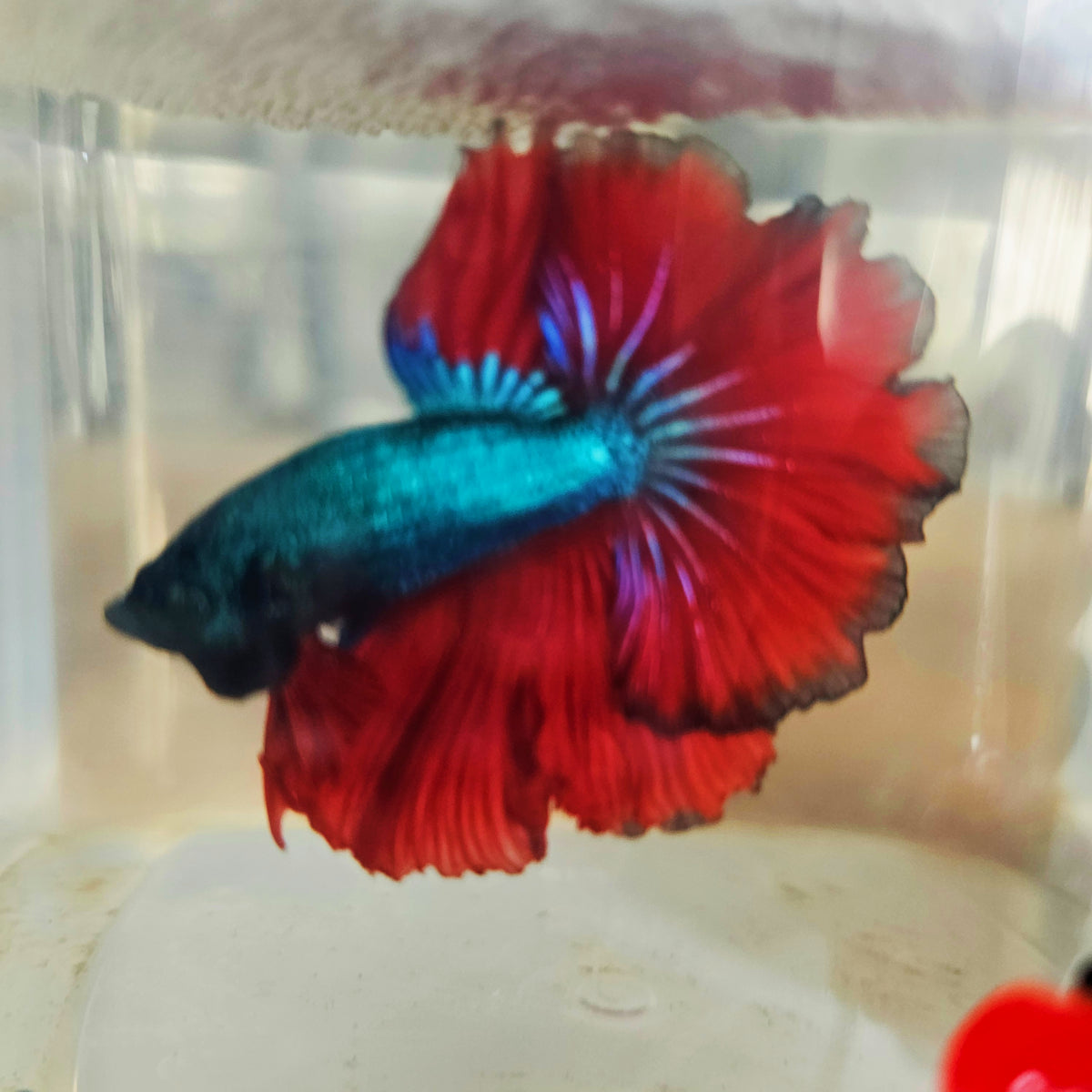 DARK COLOR SPECIAL TAIL HALFMOON BETTA 260912