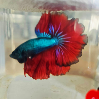 DARK COLOR SPECIAL TAIL HALFMOON BETTA 260912