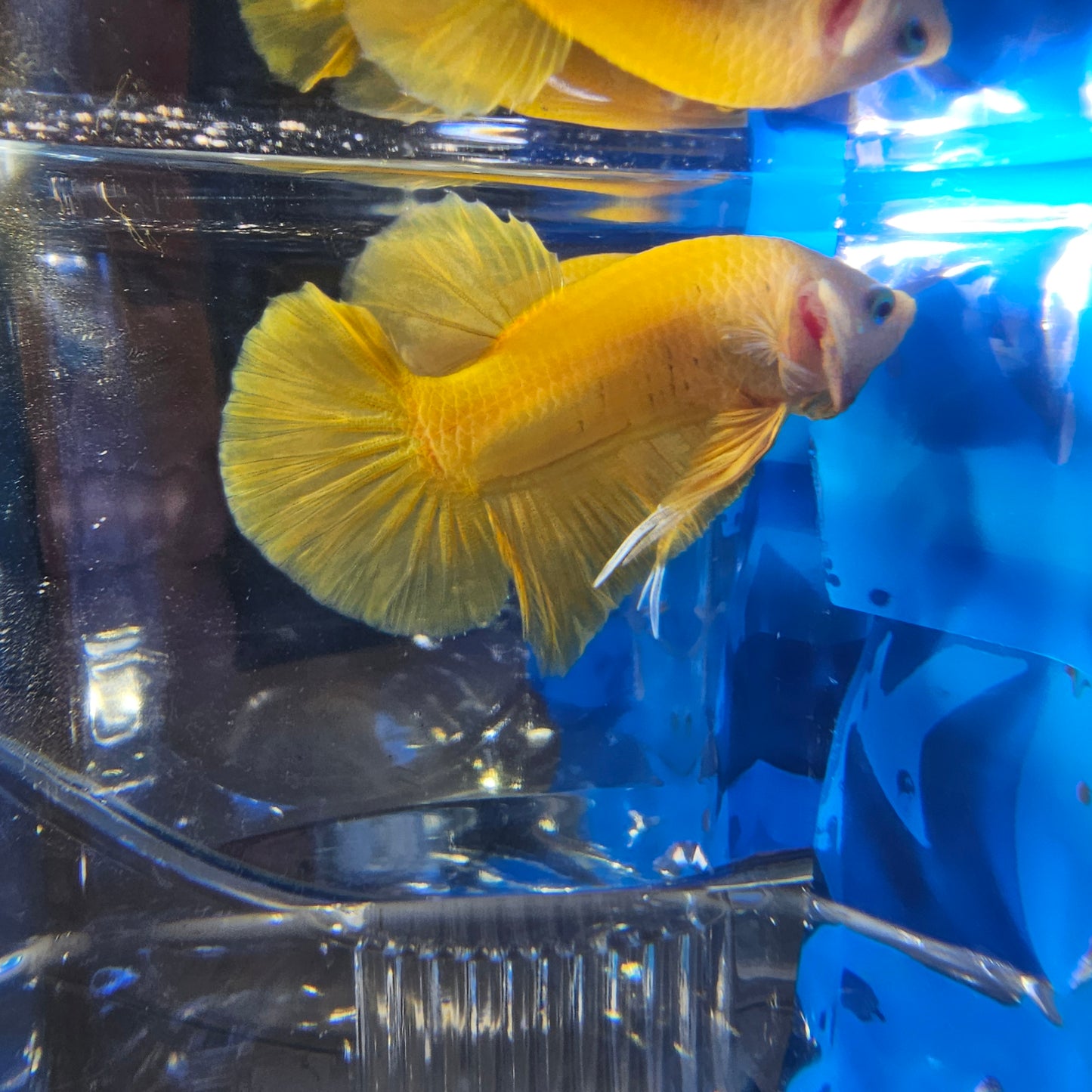 SUPER GOLD HMPK (M) 250931