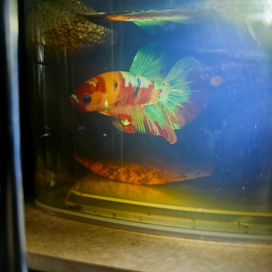 NEMO CANDY BETTA 260404