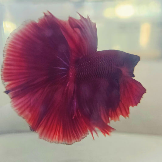 SOLID COLOR SPECIAL TAIL HALFMOON BETTA 260918 premium Betta Fish detail