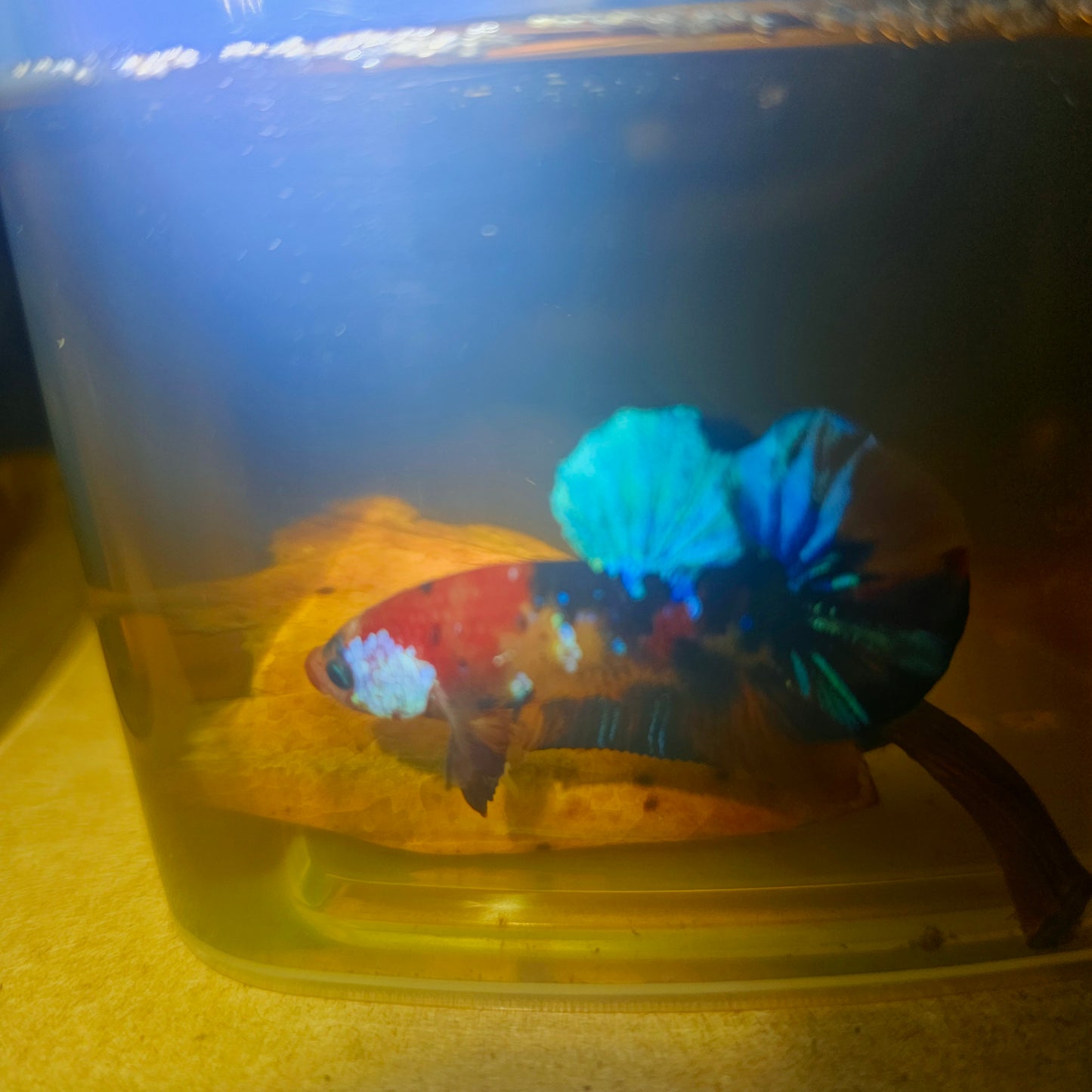 NEMO CANDY BETTA 260424