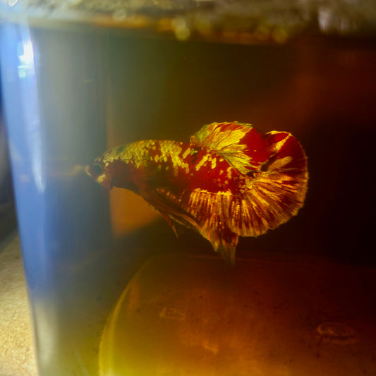 BARONGSAI BETTA 260410