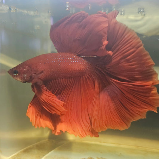 Giant Full Red Rosetail Halfmoon Betta(OHM) 2605A25