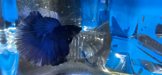 SUPER FULL BLUE HM (M)250960
