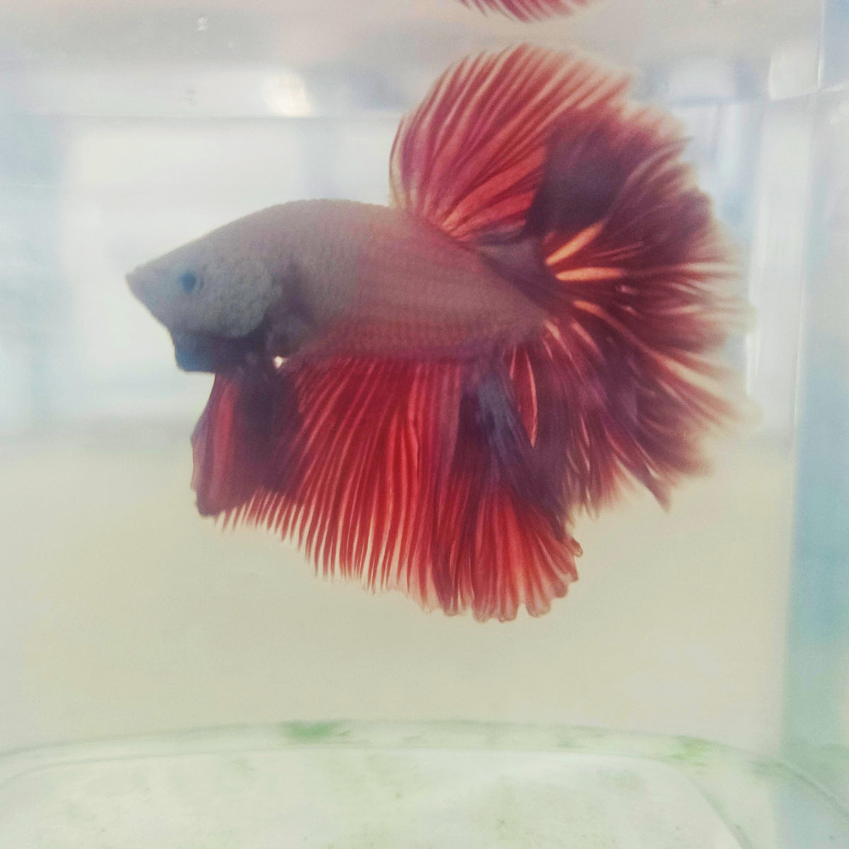 LIGHT COLOR SPECIAL TAIL HALFMOON BETTA 290915