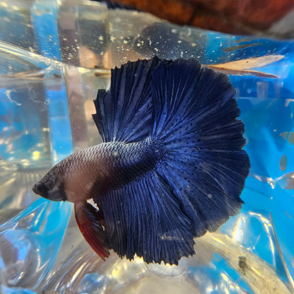 SUPER FULL BLUE HM(M)250947