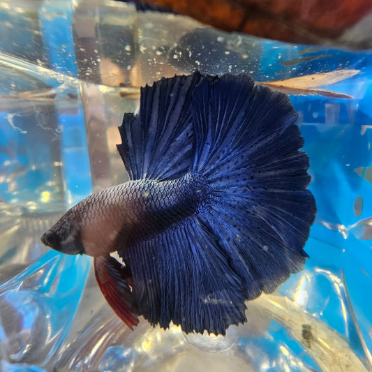 SUPER FULL BLUE HM(M)250947