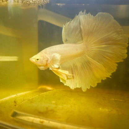 Light Color Rosetail Halfmoon Betta 2605A11