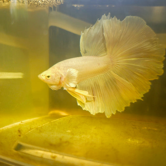 Light Color Rosetail Halfmoon Betta 2605A11
