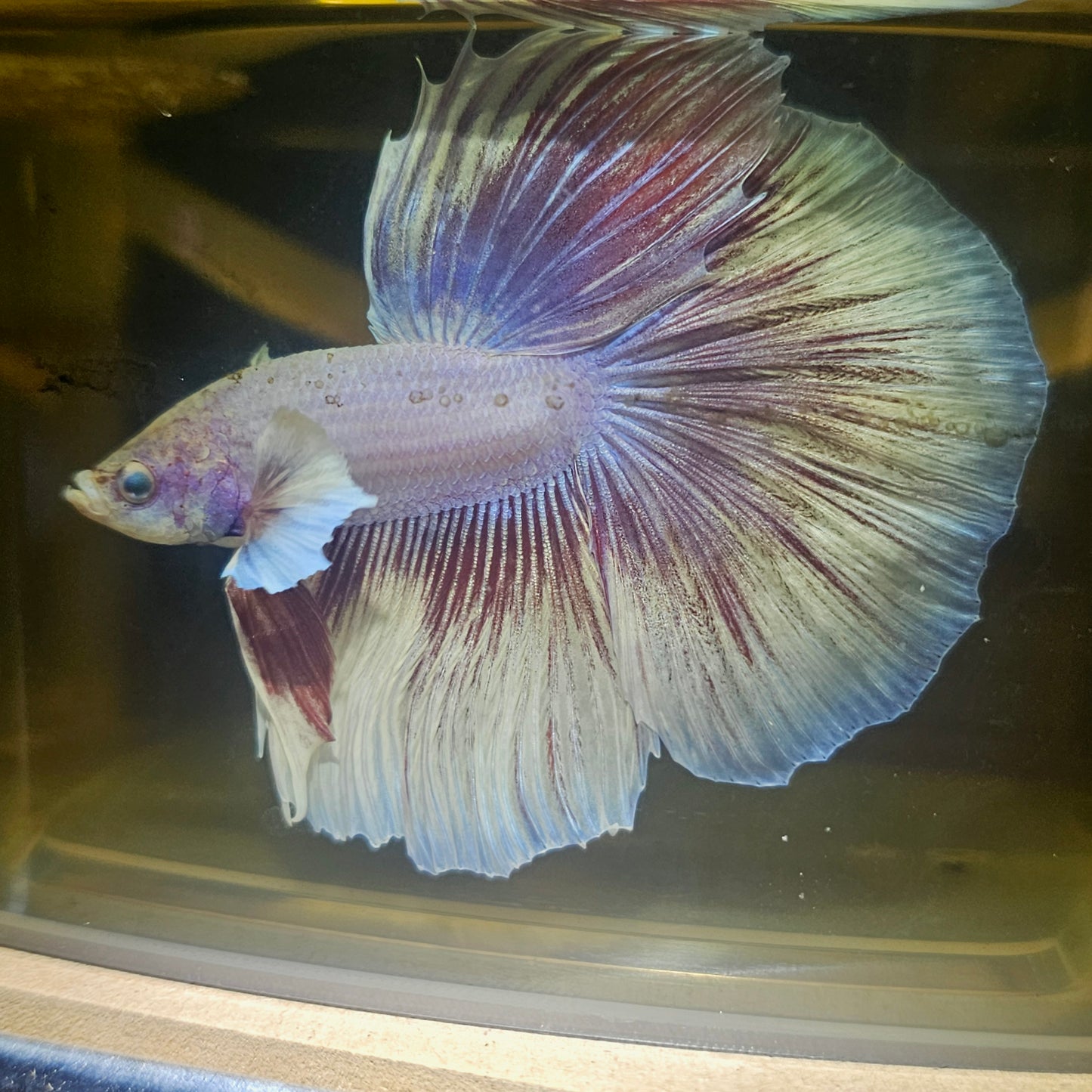 Purple White Rosetail Halfmoon Betta(OHM) 2605A21