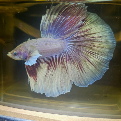 Purple White Rosetail Halfmoon Betta(OHM) 2605A21