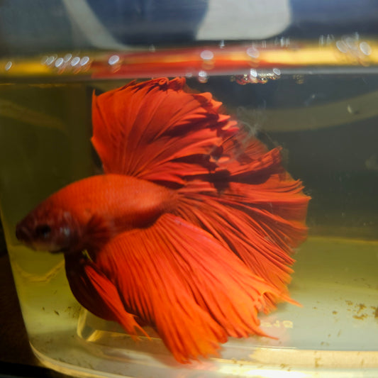 Giant Full Red Rosetail Halfmoon Betta(OHM) 2605B48
