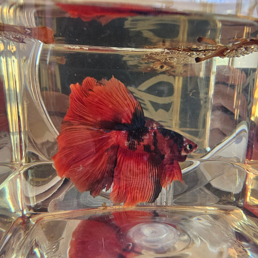 Red candy Halfmoon (L OHM)250703