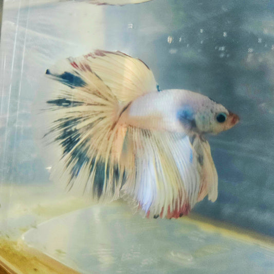 LIGHT COLOR SPECIAL TAIL HALFMOON BETTA 290631 premium Betta Fish