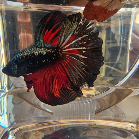 Halfmoon nero-rosso metallico (L OHM)250724