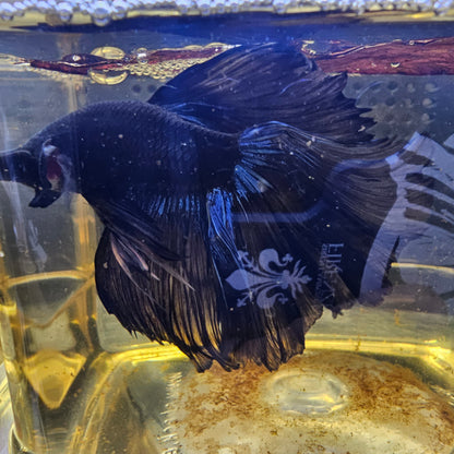 BLACK GLOW SUPER ROSE TAIL HALFMOON (OHM+) 0654