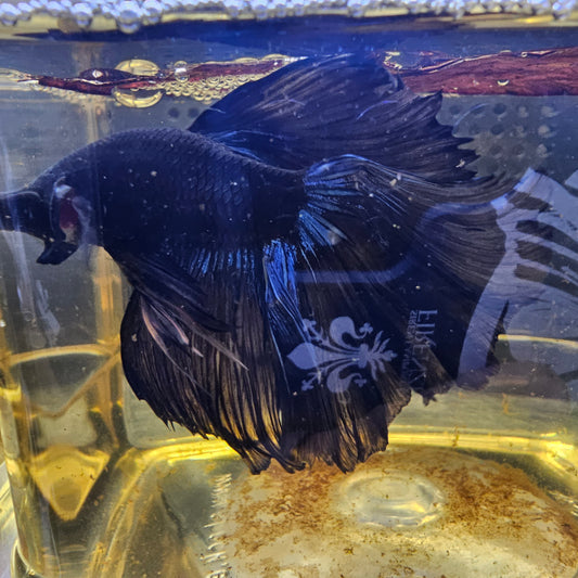 BLACK GLOW SUPER ROSE TAIL HALFMOON (OHM+) 0654