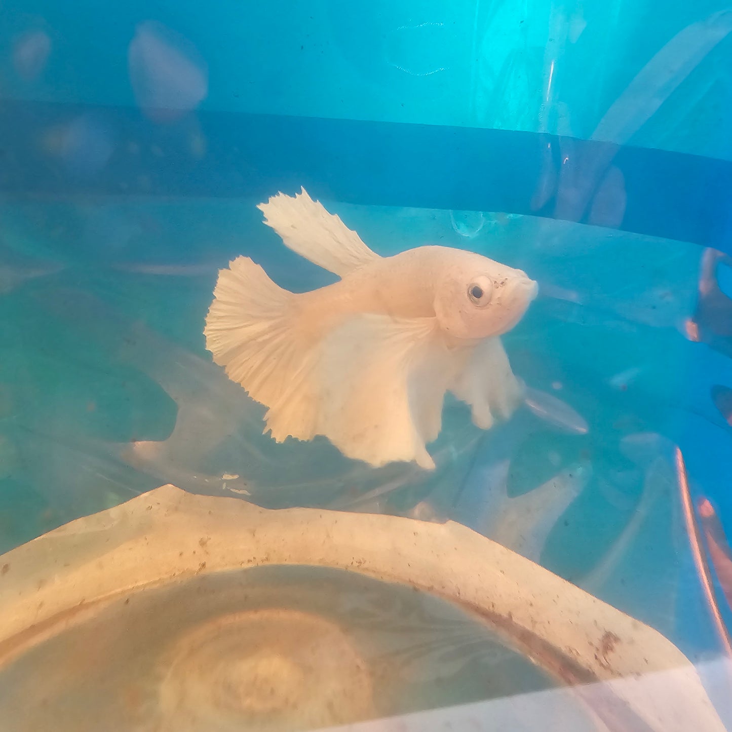 PURE WHITE SUPER DUMBO PK （S）/纯白超级大耳将军小号251108