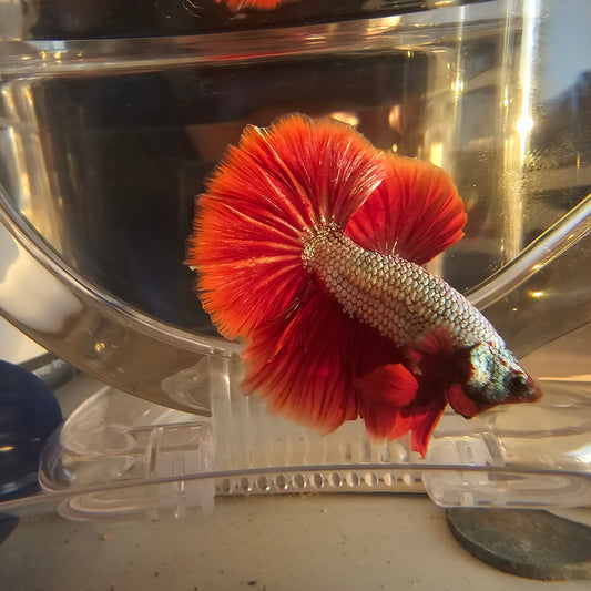 Red Dragon(Metallico)250728