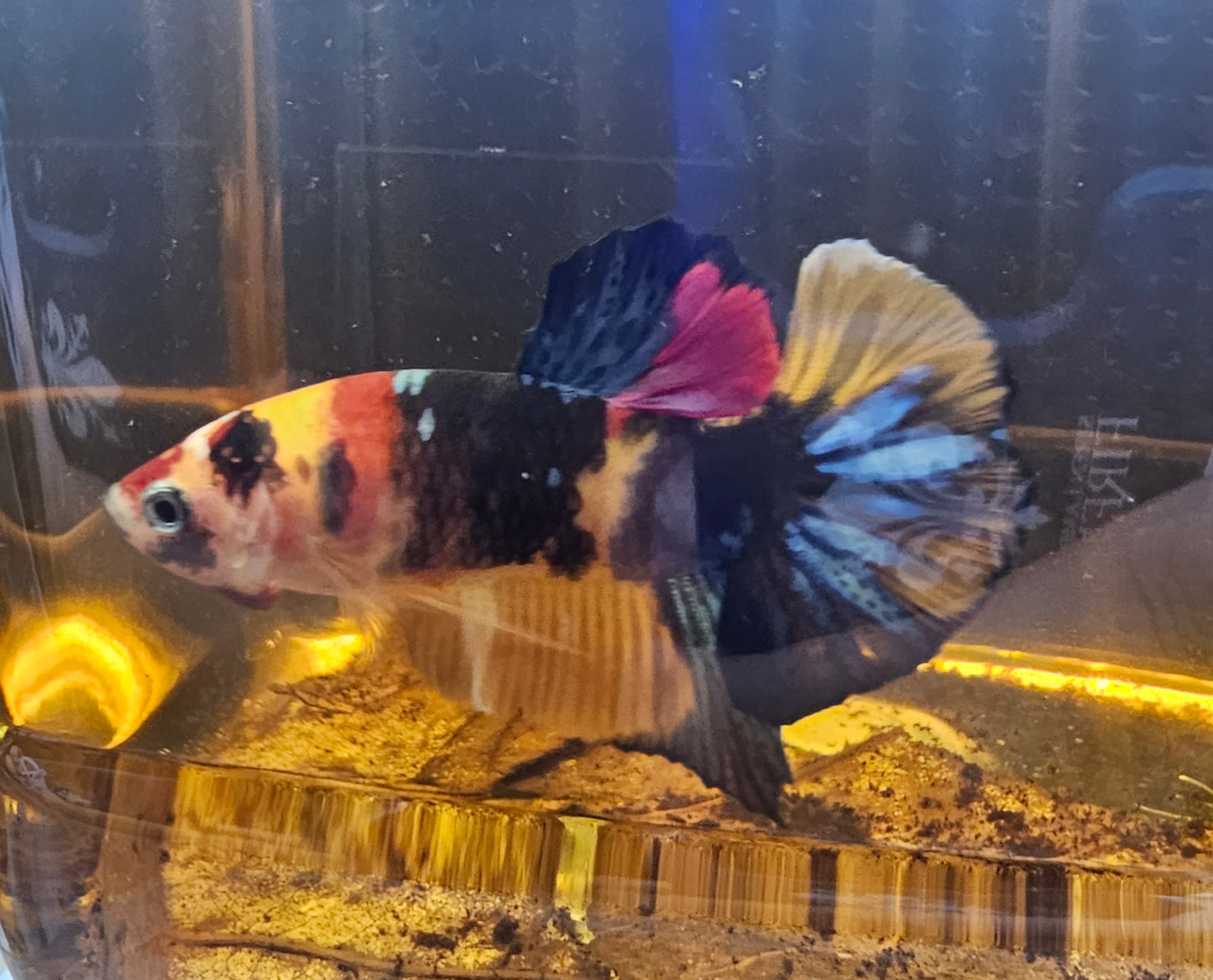 NEMO CANDY 0527