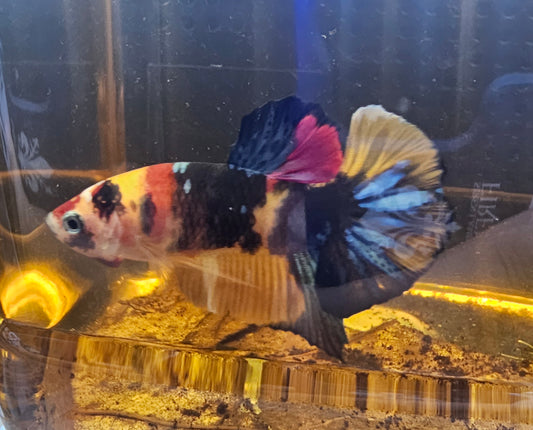 NEMO CANDY 0527