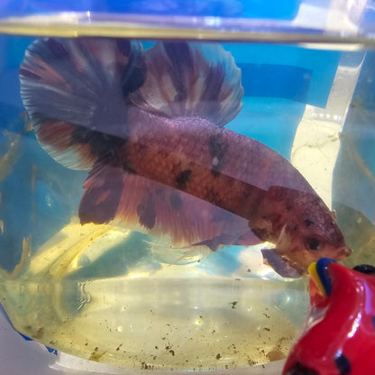 PURPLE CANDY GIANT 7+/8CM 紫罗兰糖果巨斗将军251238