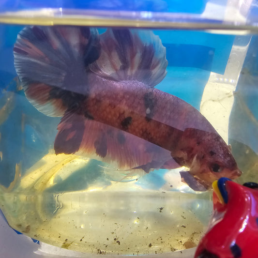 VIOLA CANDY GIANT 7+/8CM 紫罗兰糖果巨斗将军251238