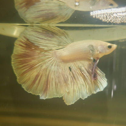 Light Color Halfmoon Betta 2605A20