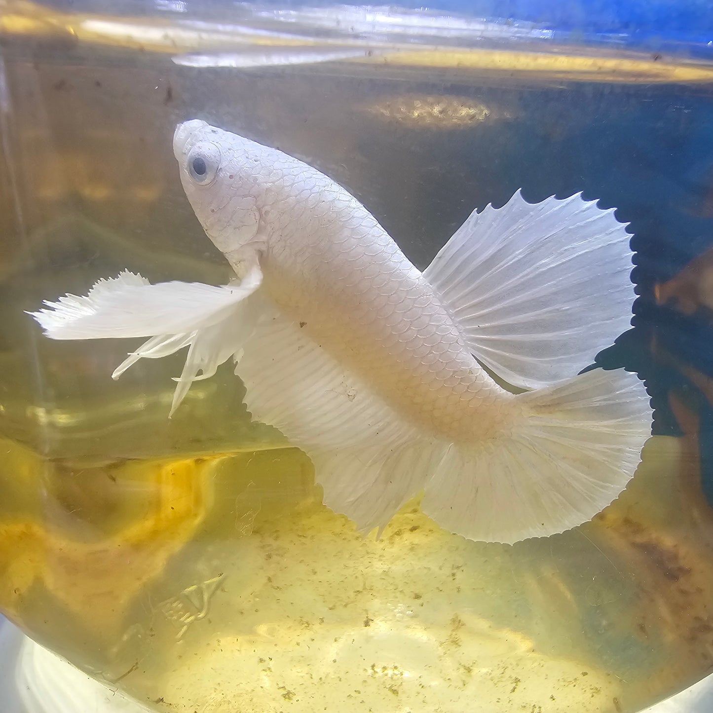 PURE WHITE DUMBO PK(L)/大号纯白大耳将军251121